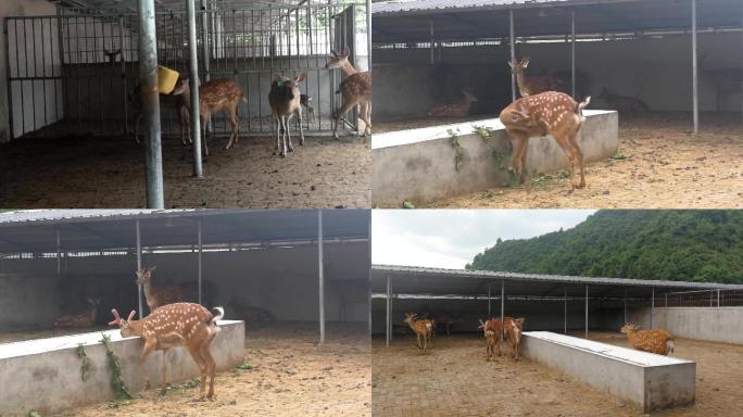 4K实拍5组梅花鹿养殖铜仁碧江区瓦屋乡