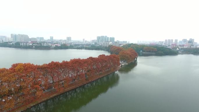 航拍城市秋天枫叶