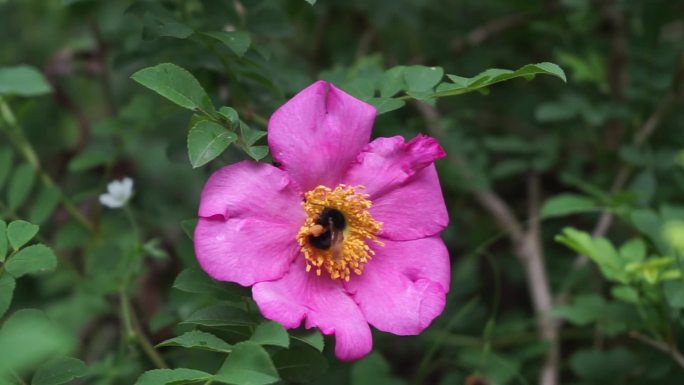 野蜂戏花