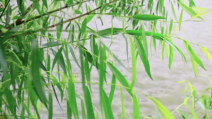 实拍湖面风吹杨柳飘高清