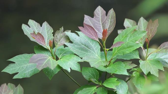 森林珍稀植物 流水 泉水 嫩叶