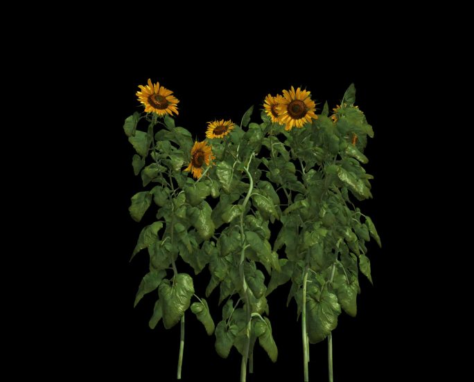 植物摇曳动画——向日葵带通道