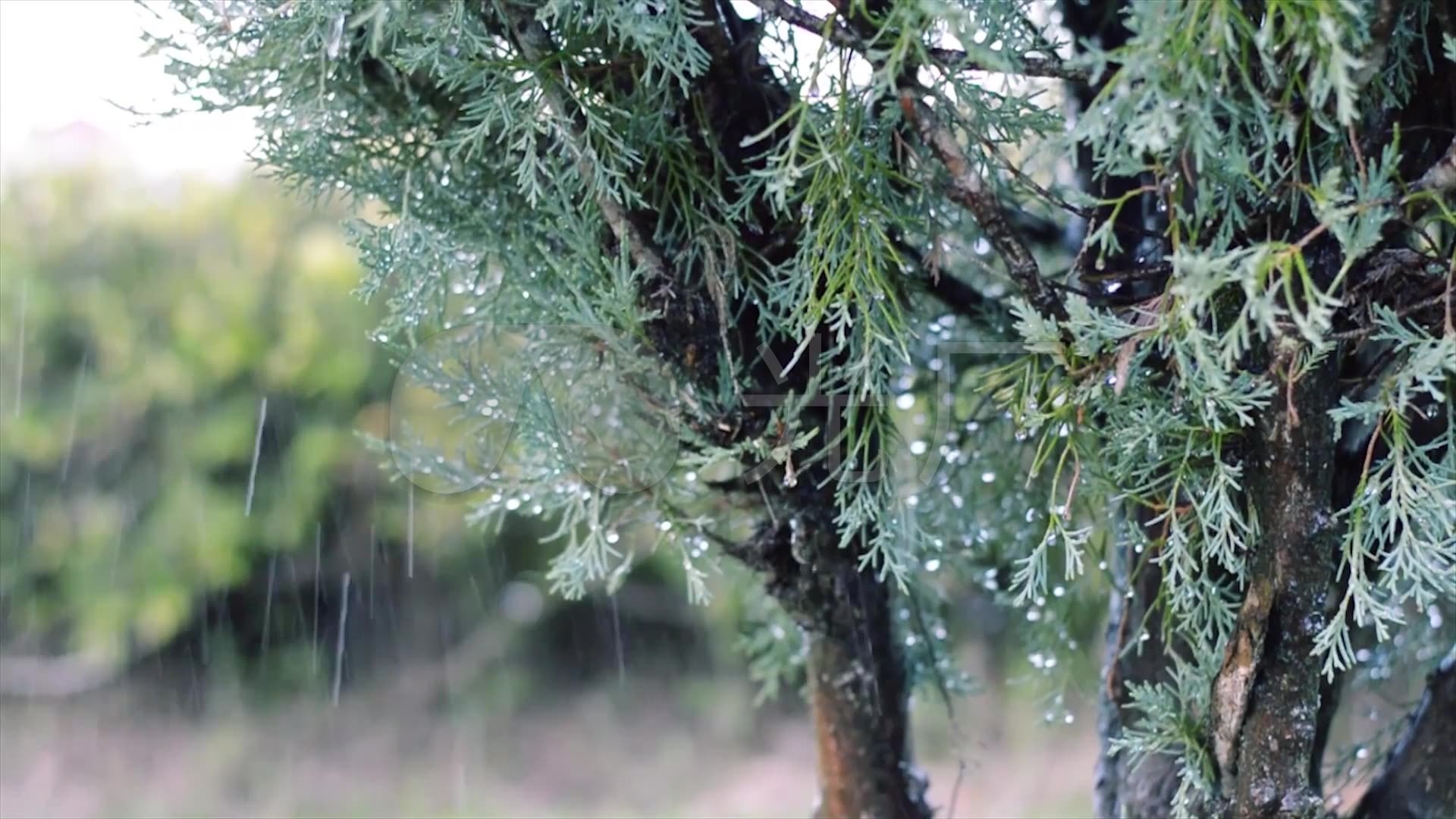 杜松下雨綠色植物綠植自然環保環境_1920x1080_高清視頻素材下載(編號