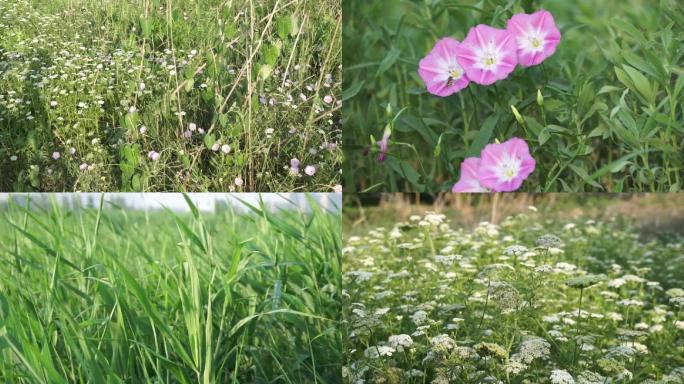 芦苇野花遍地