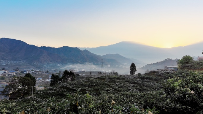 攀枝花枇杷果园阳光航拍果树