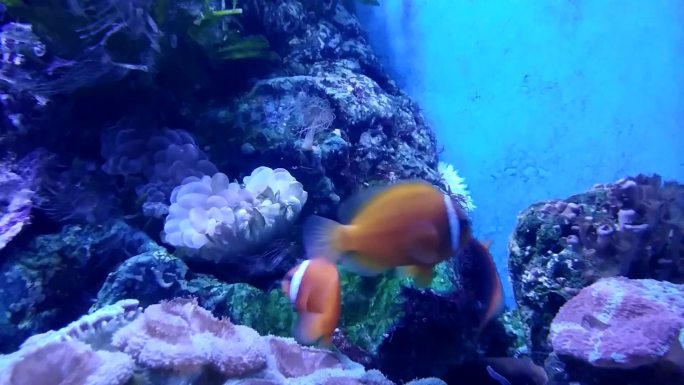 海底世界珊瑚小丑鱼