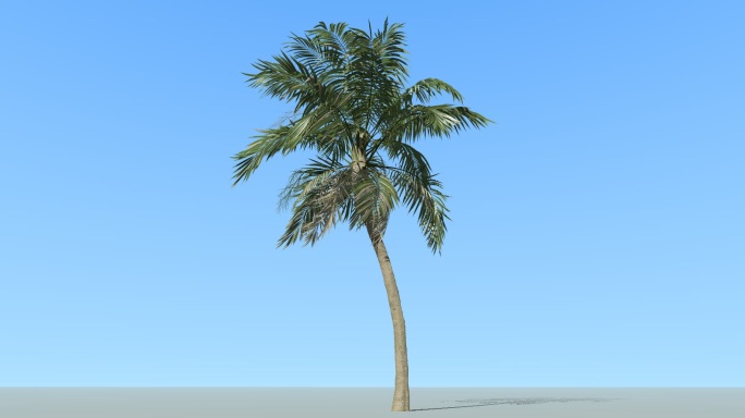 椰子树飘动带通道