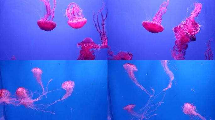 海洋动物水母游动视频素材
