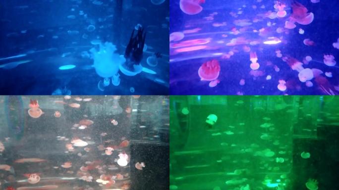 变色水母游动摄影