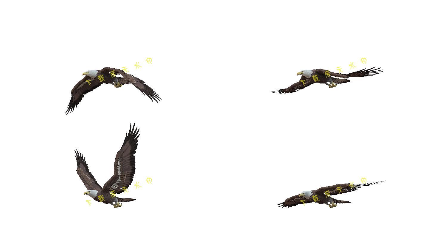 雄鹰老鹰（1）-alpha循环
