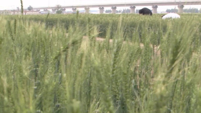 小麦植保高清素材