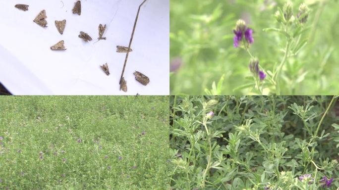 紫花苜蓿草植保高清素材