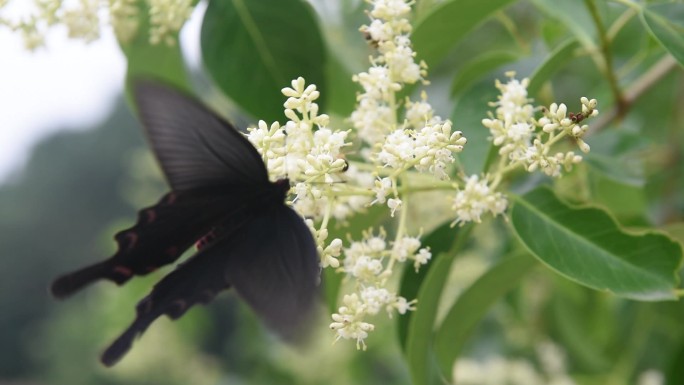 大山蜜蜂蜂蜜养蜂人