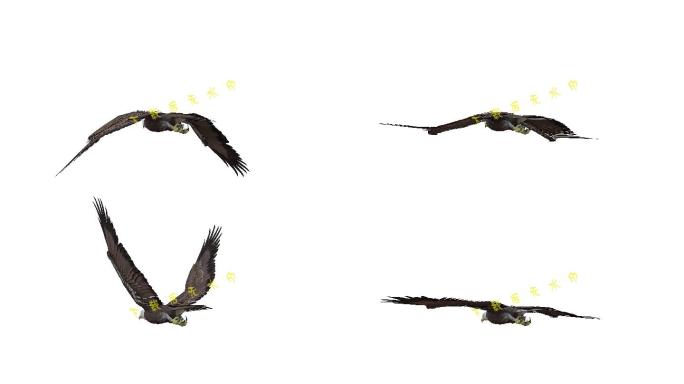 雄鹰老鹰（2）-alpha循环