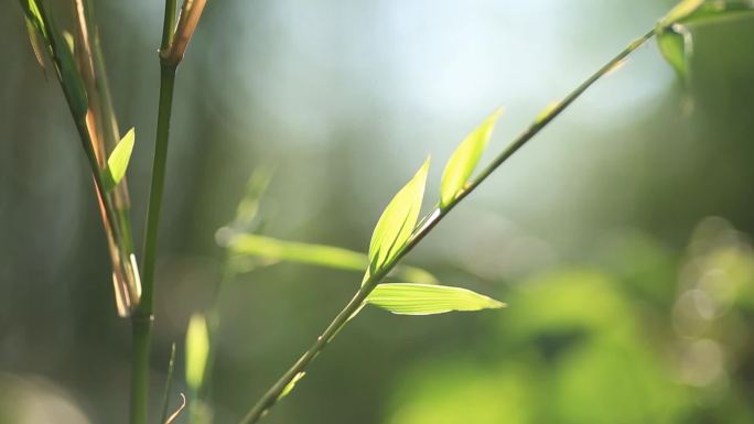 7组刚发芽竹叶实拍视频