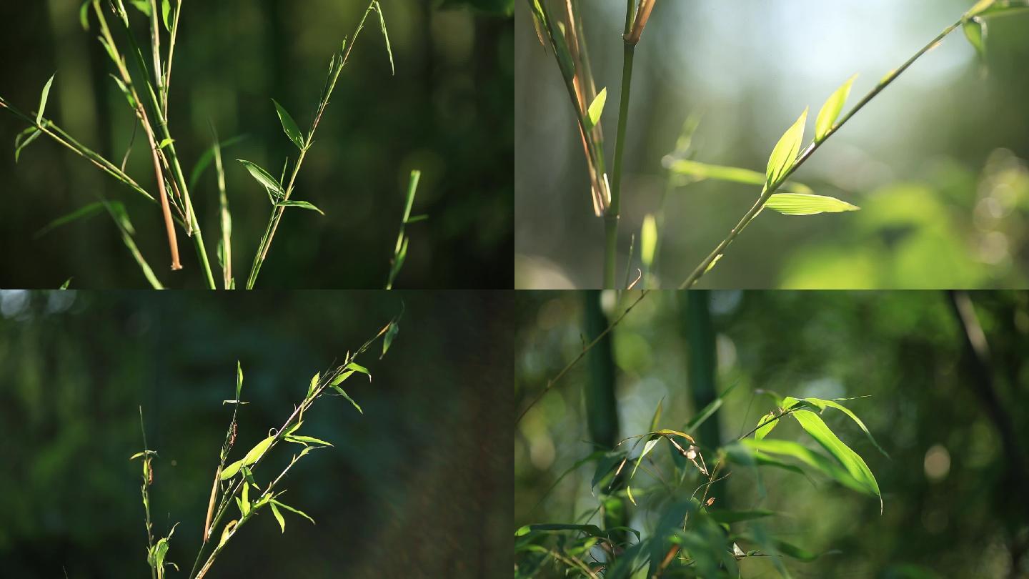 7组刚发芽竹叶实拍视频