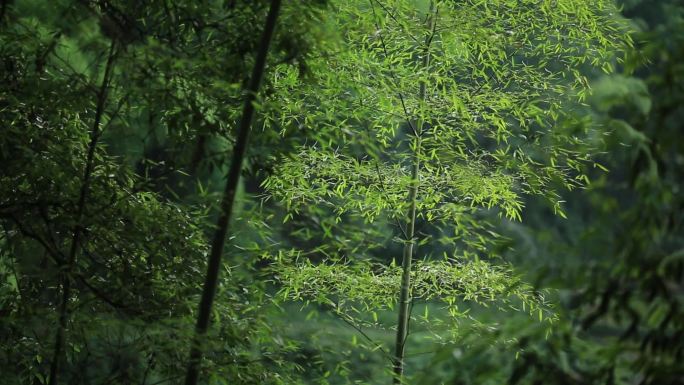 4组楠竹林傍晚蝉鸣