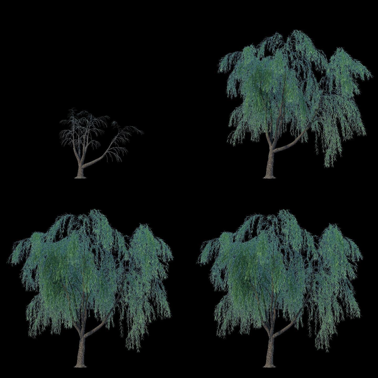 柳树生长透明通道素材