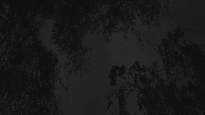 黑夜树林
