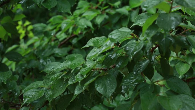 3组下雨天视频