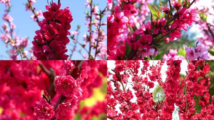 红梅花、鲜花盛开、花朵特写