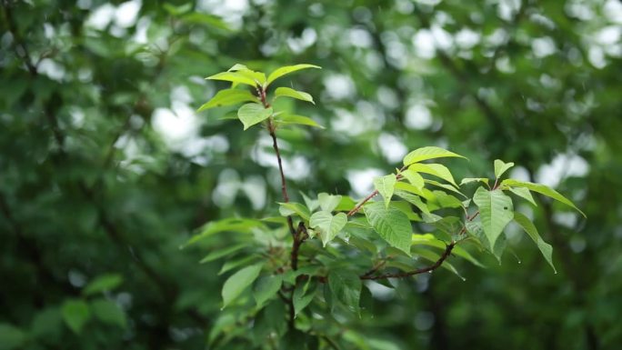 5组瓢泼大雨