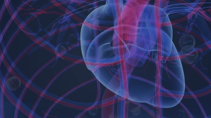 三维科技透视人体心脏