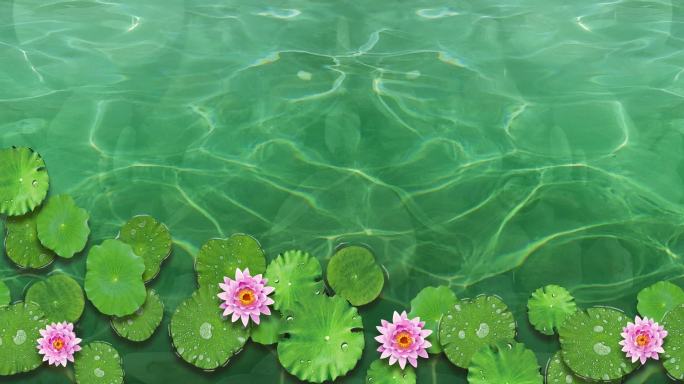 水面锦鲤荷塘循环宽背景