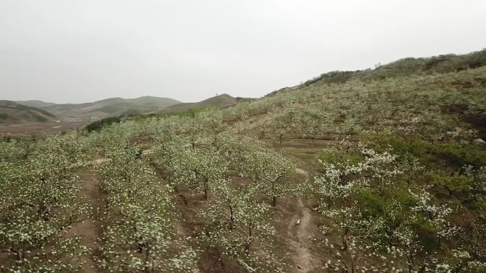 辽宁西丰苹果园开花航拍