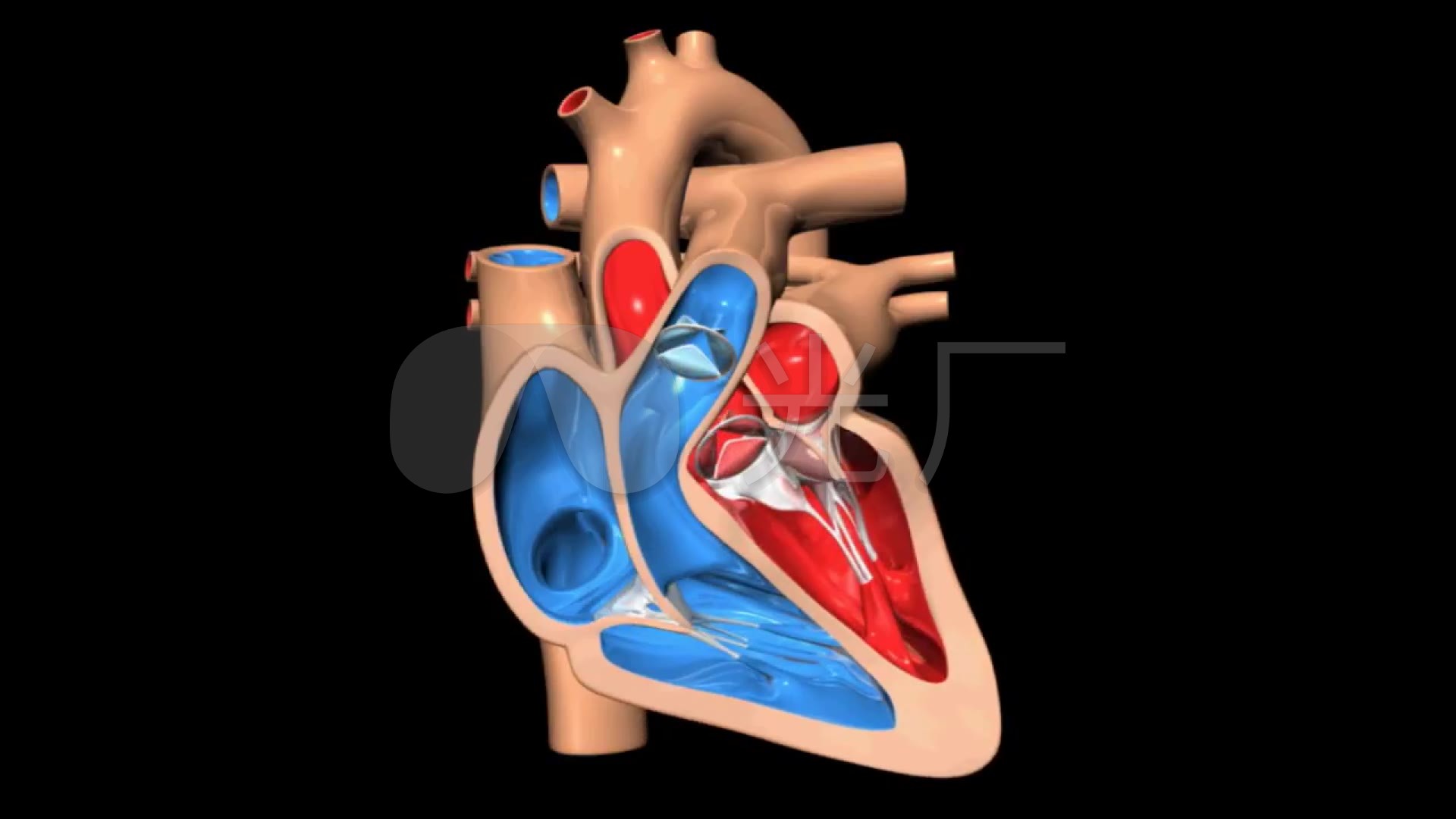 矢量心脏心电图图片素材免费下载 - 觅知网