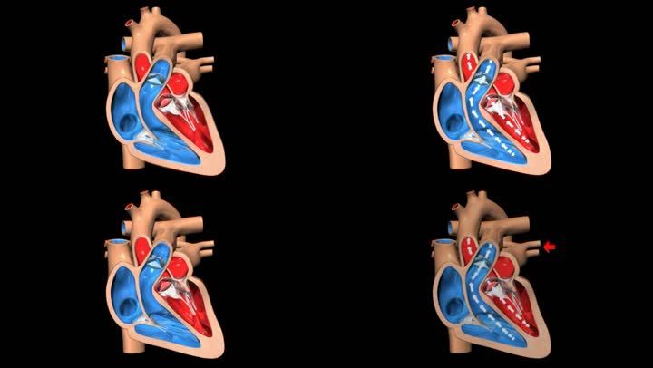 心脏心室血液流动心跳动画3d