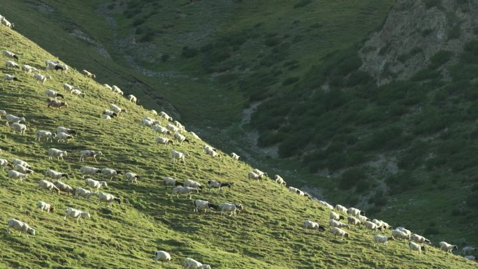 实拍：草原上的羊群一组32秒