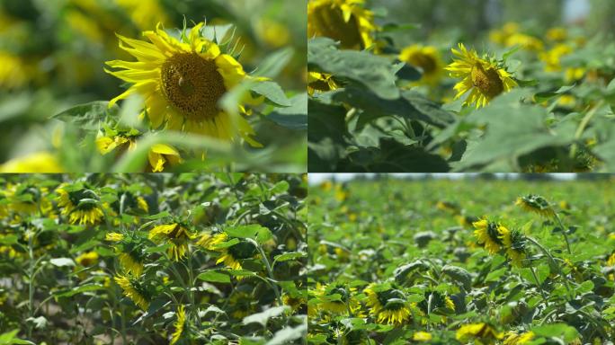 田地里的农作物：向日葵和蜜蜂