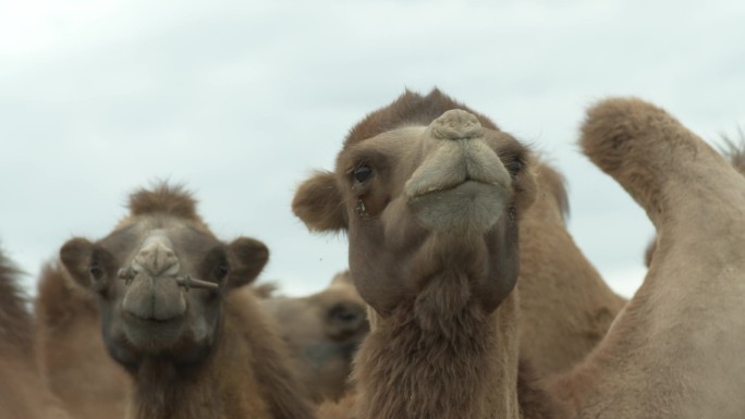 实拍：草原上的骆驼