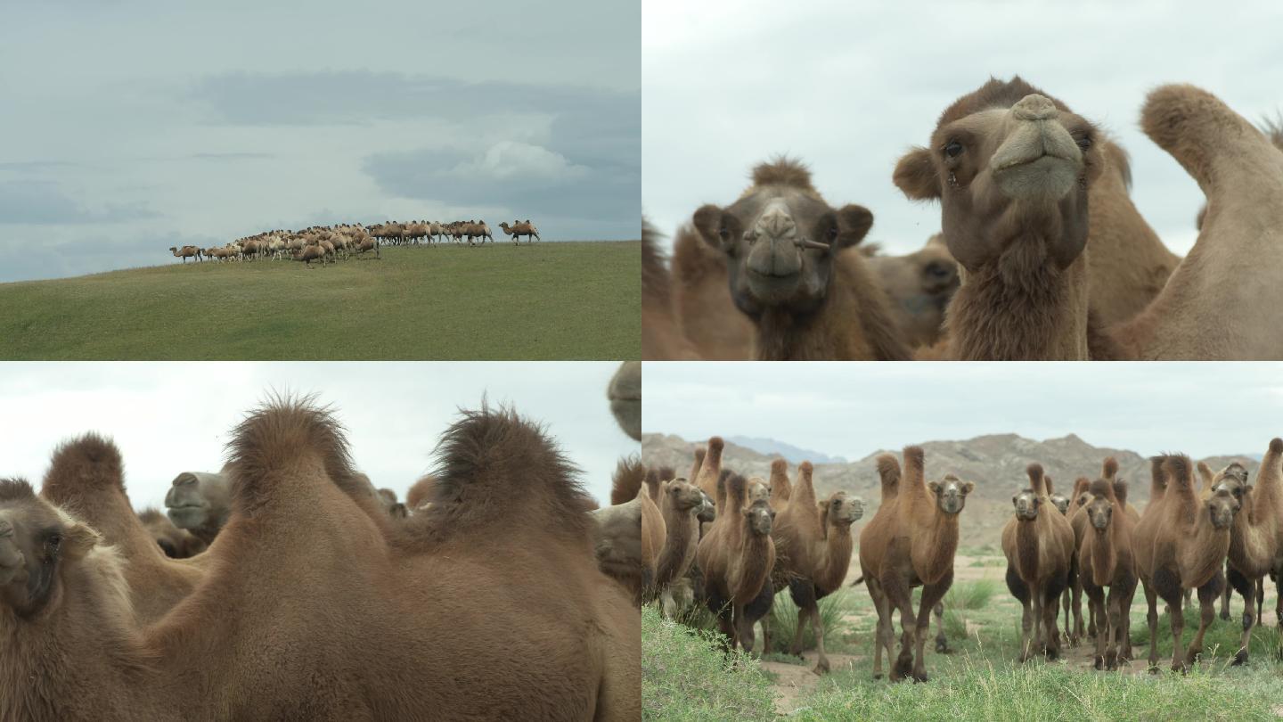 实拍：草原上的骆驼