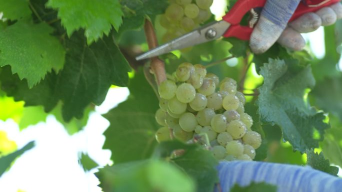 酿红酒用的葡萄种植园