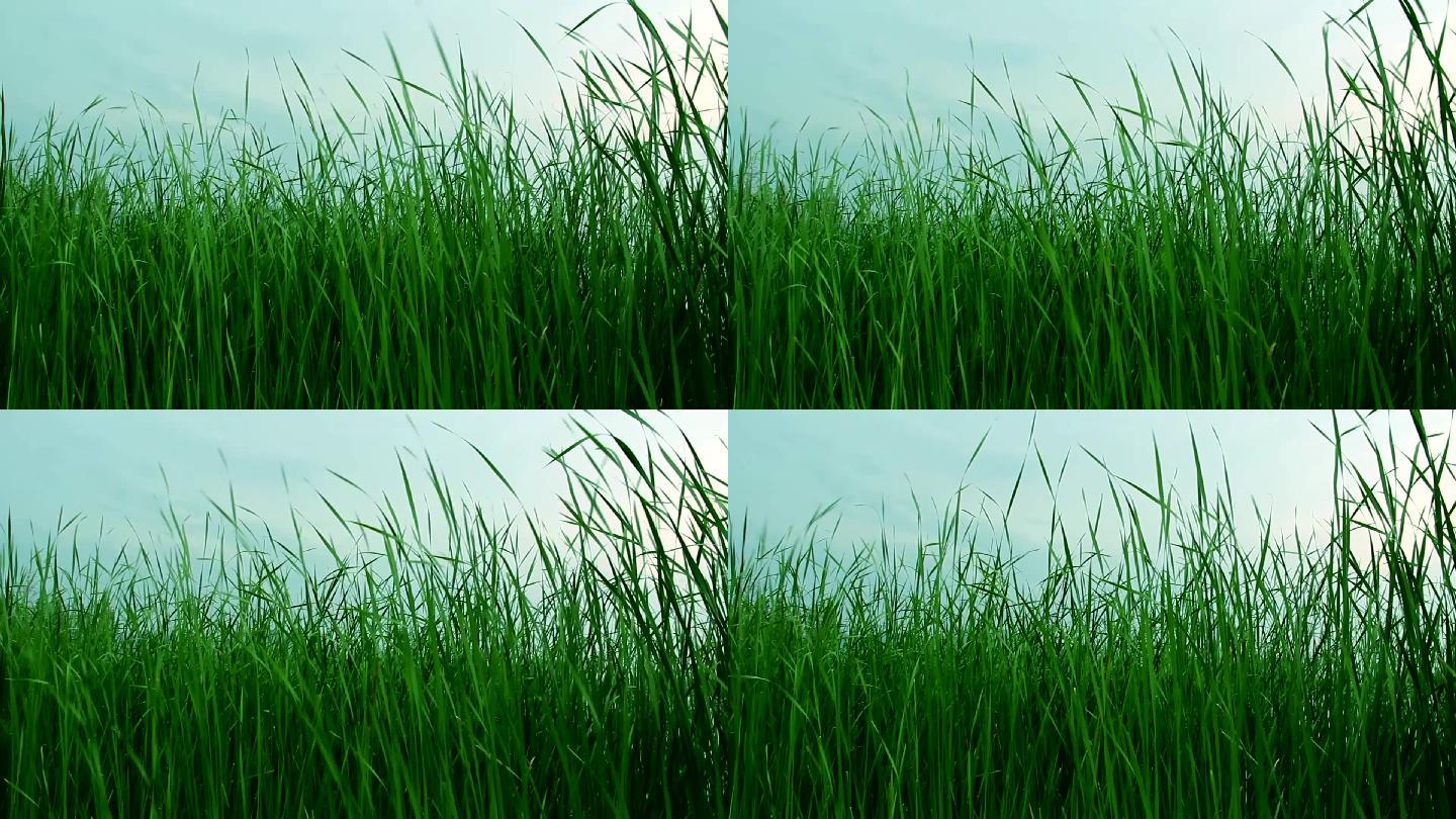 蒲草