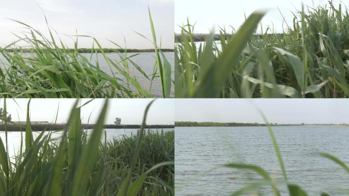 【原创】湿地美景芦苇湖泊