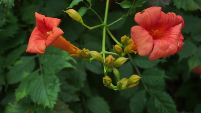 花朵野花凌霄花黑心金光菊