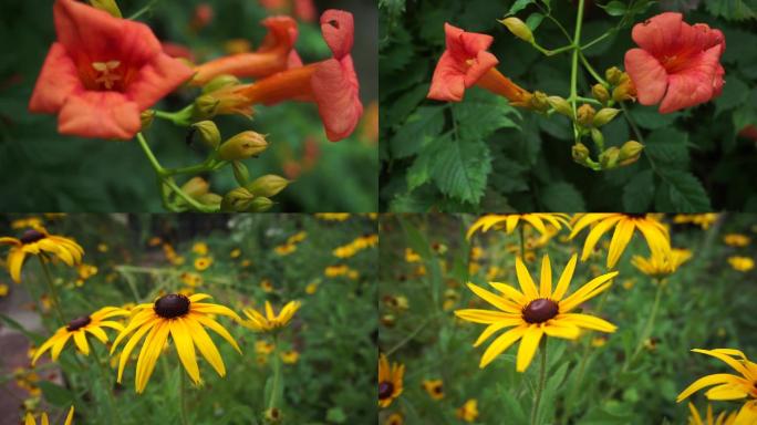 花朵野花凌霄花黑心金光菊