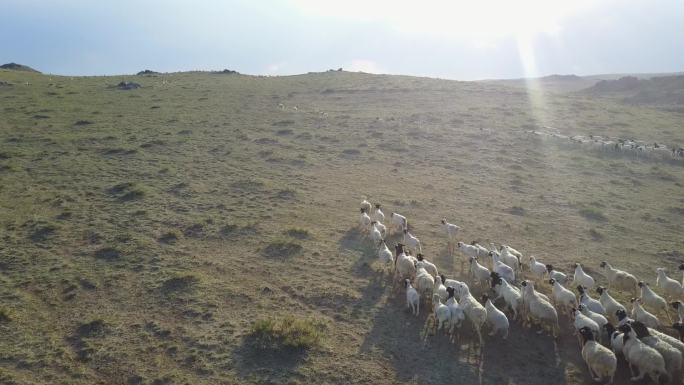 航拍种羊场羊群羊群奔跑