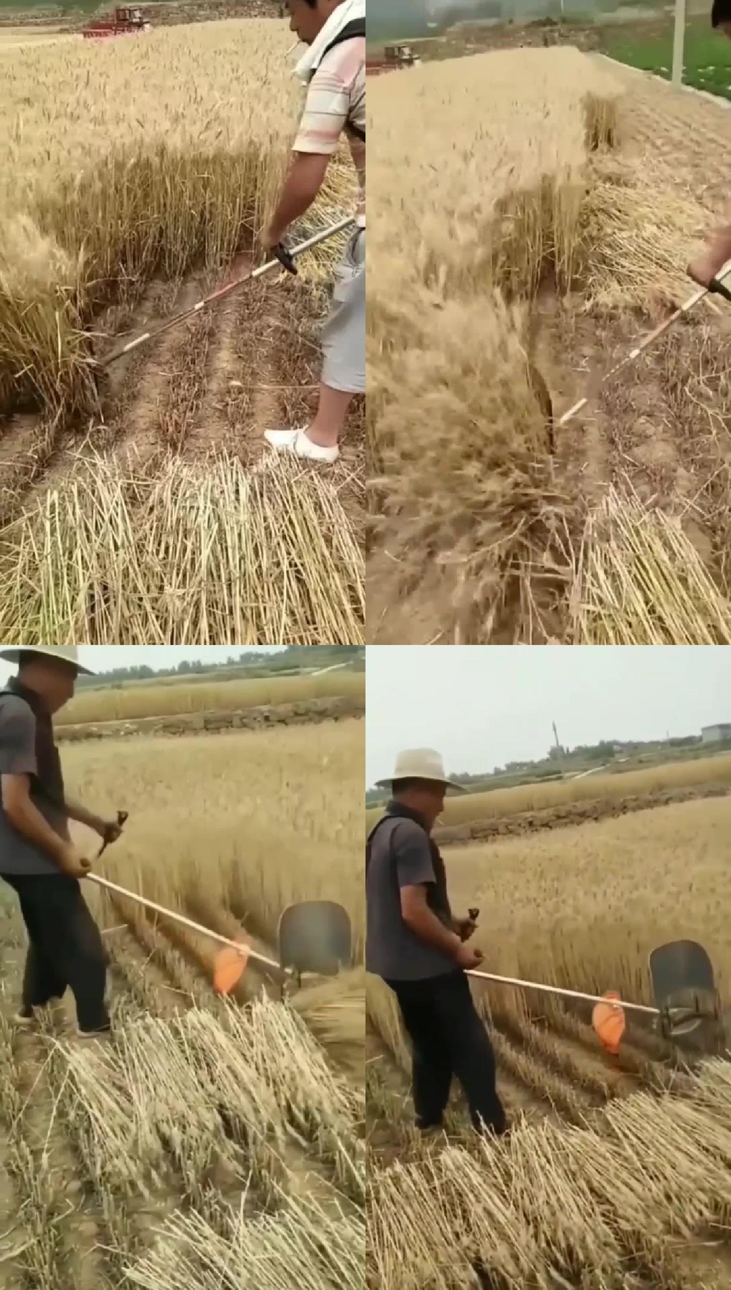 农民收麦子