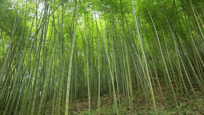 4组阳光竹林特写