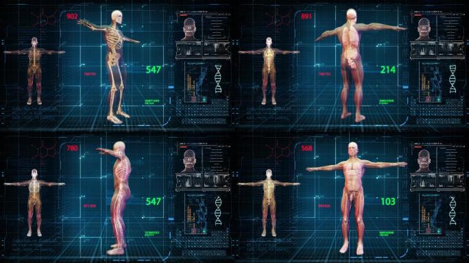 科技医学男性人体结构扫描