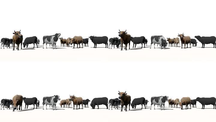牛牛群牧场动物家畜奶牛卡通