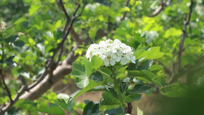 山楂花白色花瓣高清视频素材