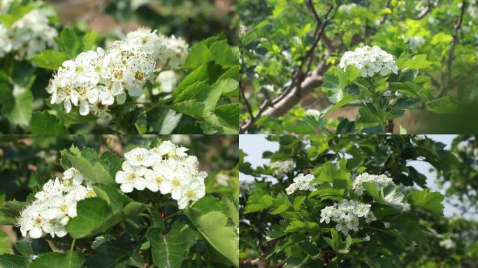 山楂花白色花瓣高清视频素材