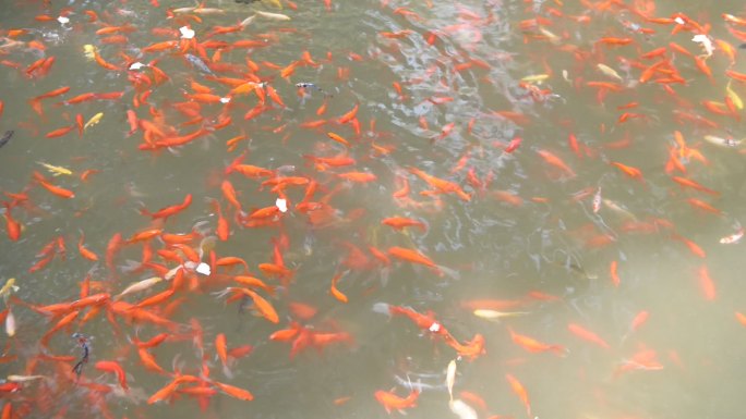水中的锦鲤鱼密集的鱼群