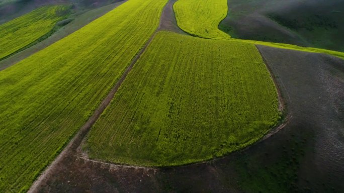 尼勒克油菜田2