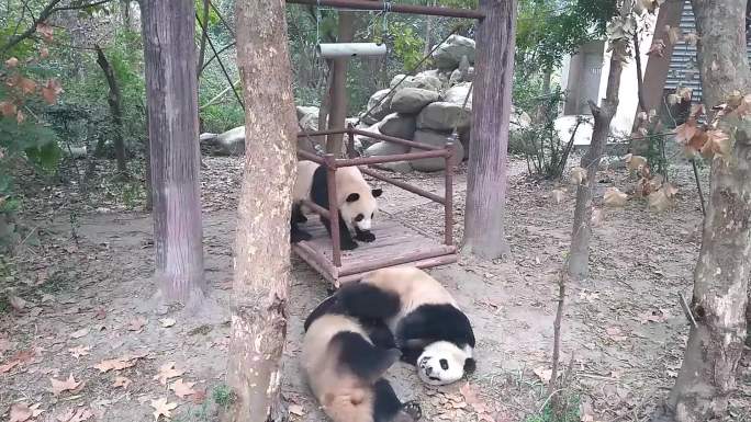 熊猫打架